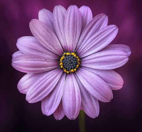 placeholder image of purple flower